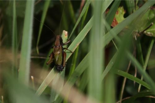 Zeuneriana abbreviata